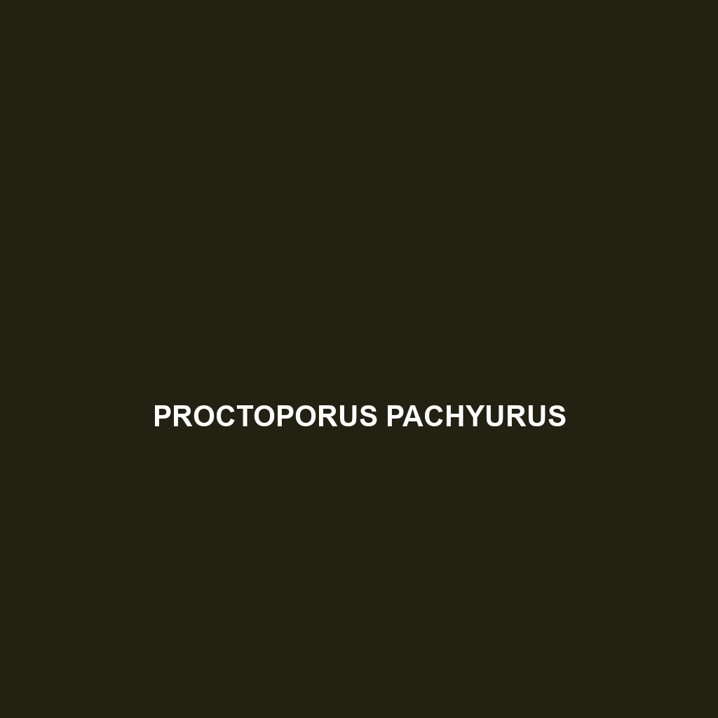 Proctoporus pachyurus