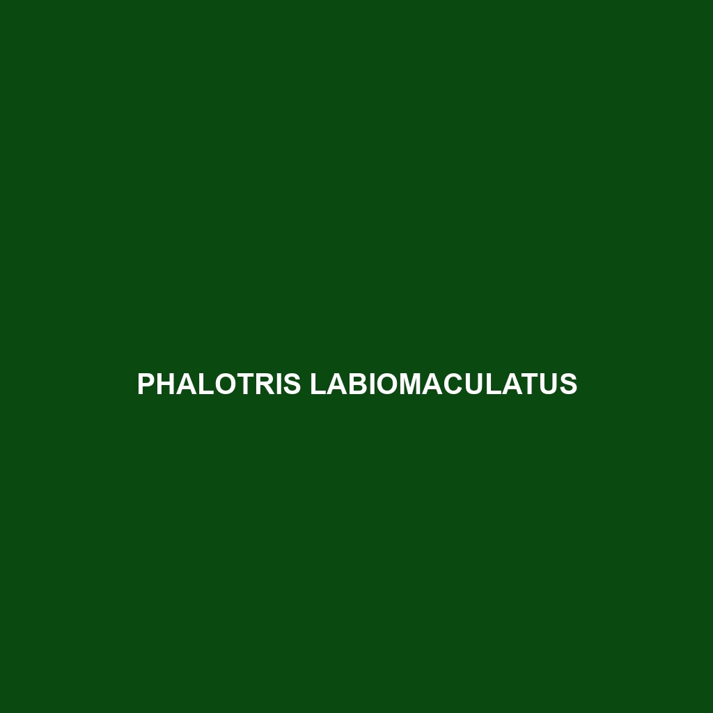 Phalotris labiomaculatus