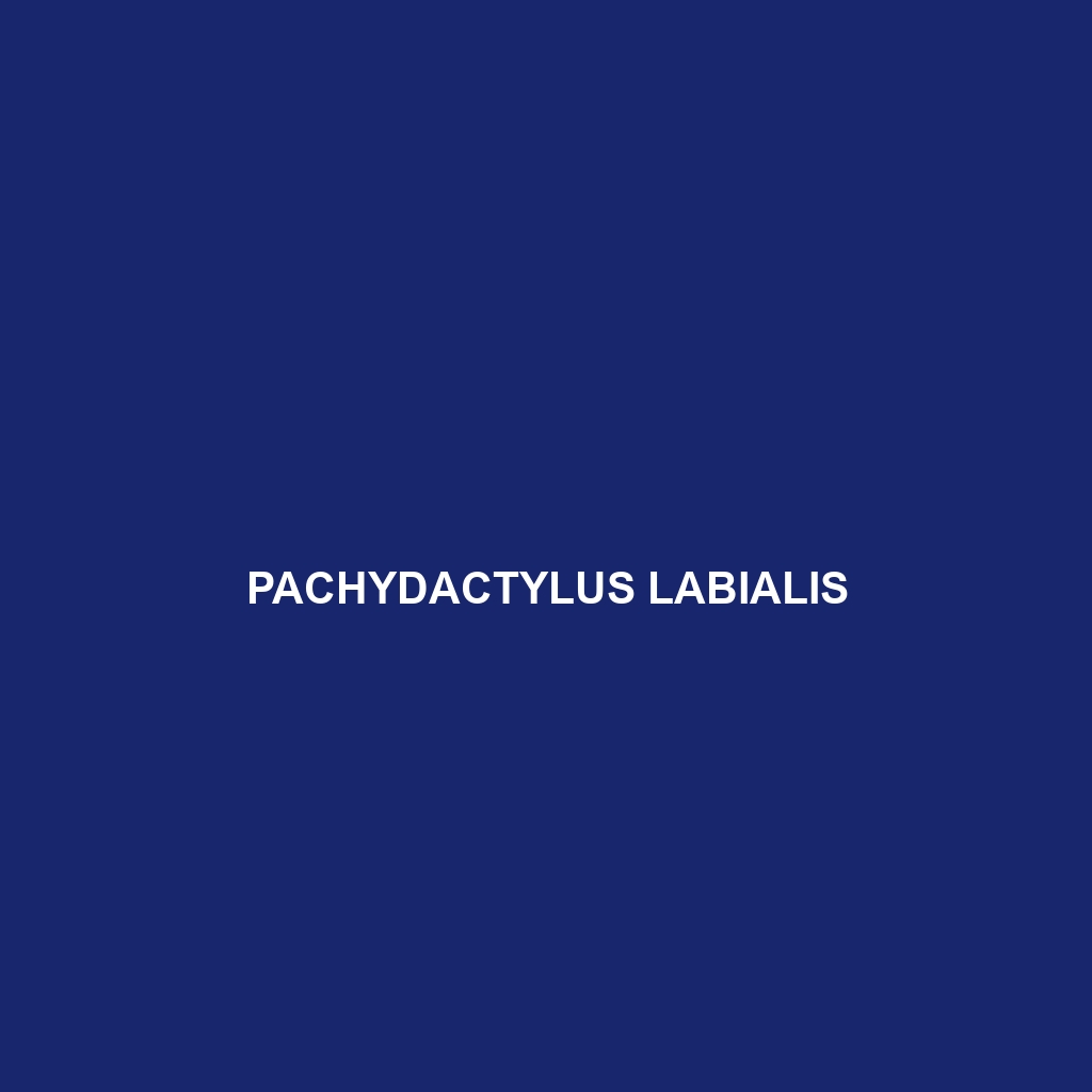 Pachydactylus labialis