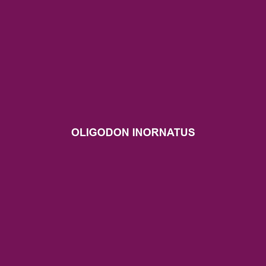 Oligodon inornatus