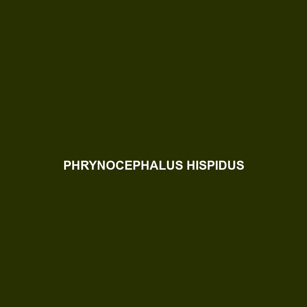 Phrynocephalus hispidus