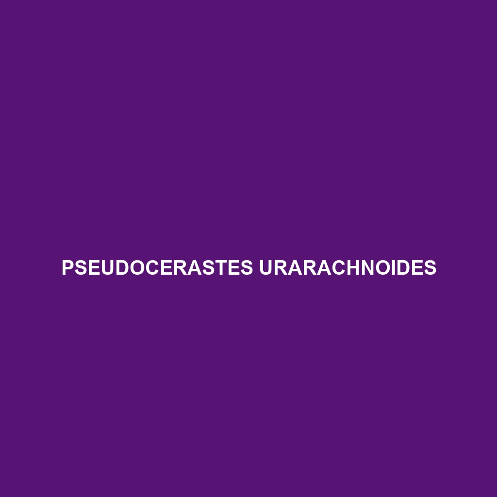 Pseudocerastes urarachnoides