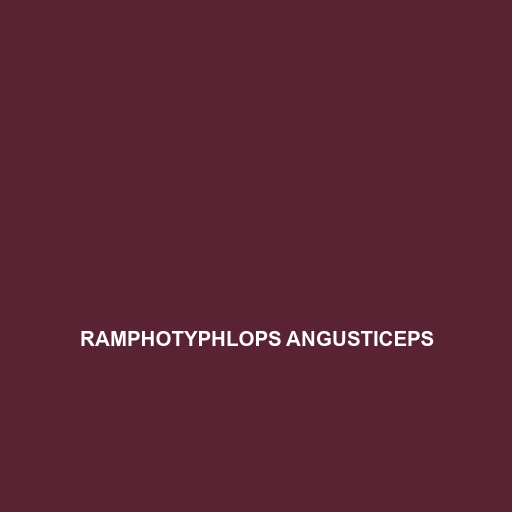 Ramphotyphlops angusticeps