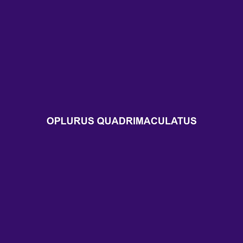 Oplurus quadrimaculatus