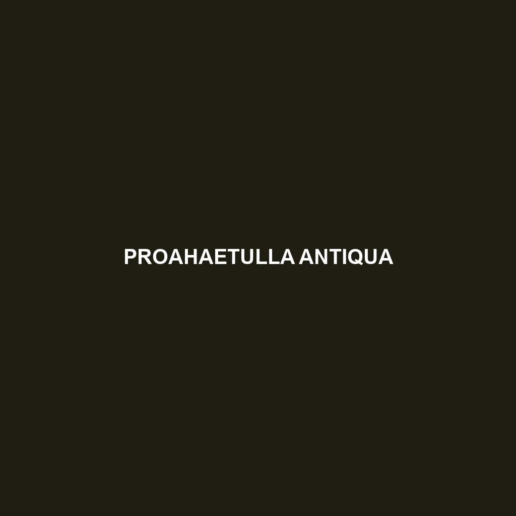 Proahaetulla antiqua