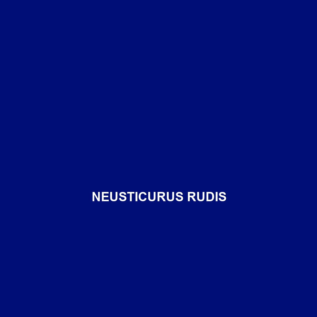 Neusticurus rudis