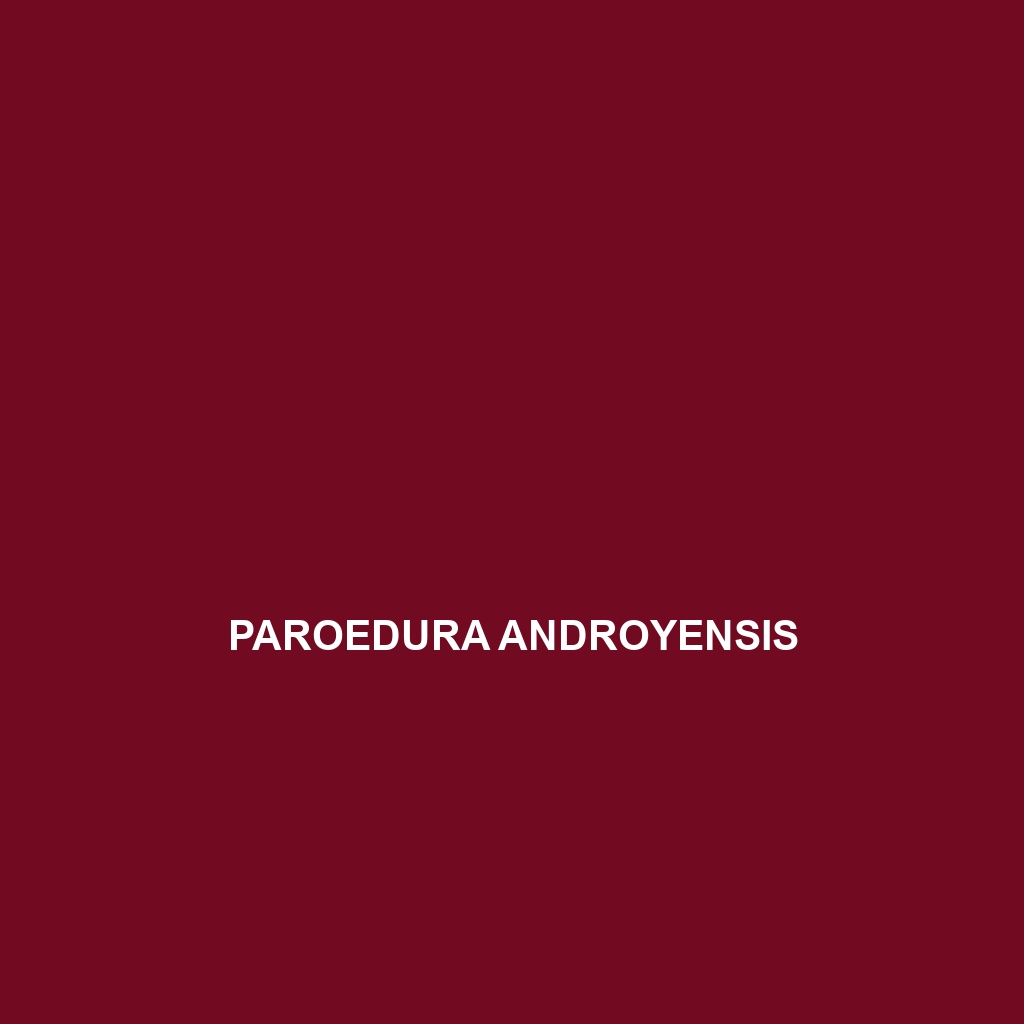 Paroedura androyensis