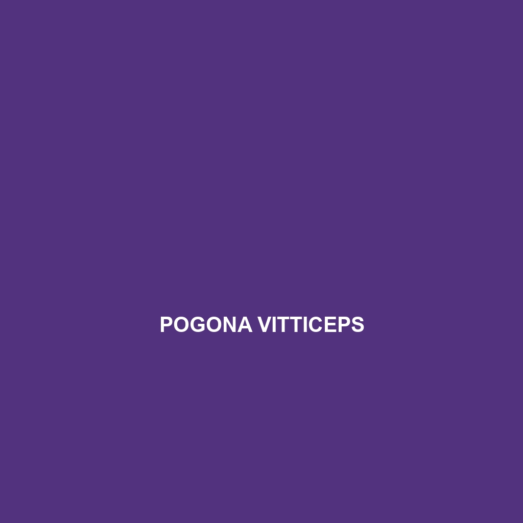 Pogona vitticeps