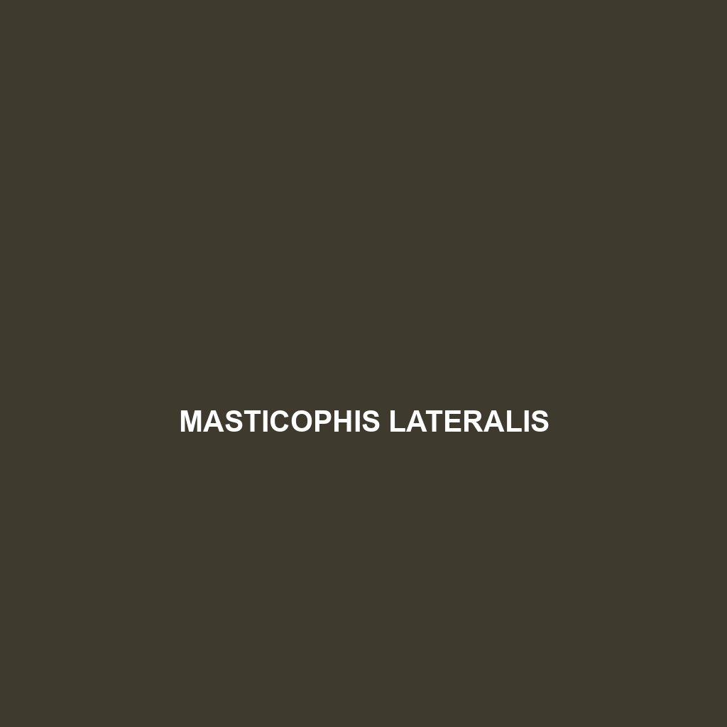 Masticophis lateralis