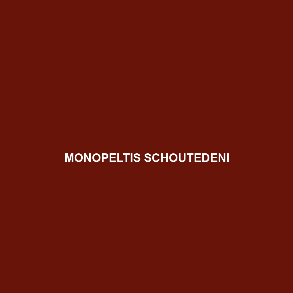 Monopeltis schoutedeni