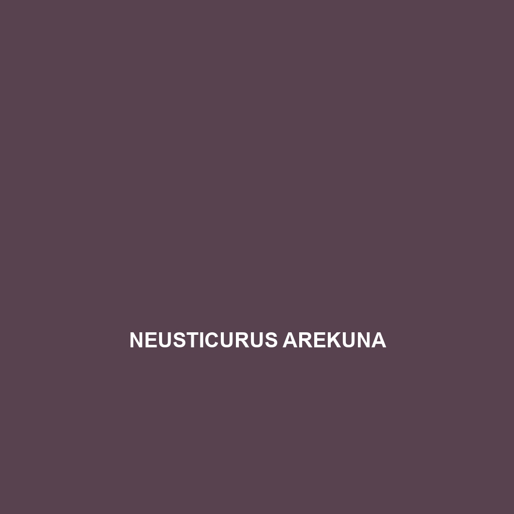 Neusticurus arekuna