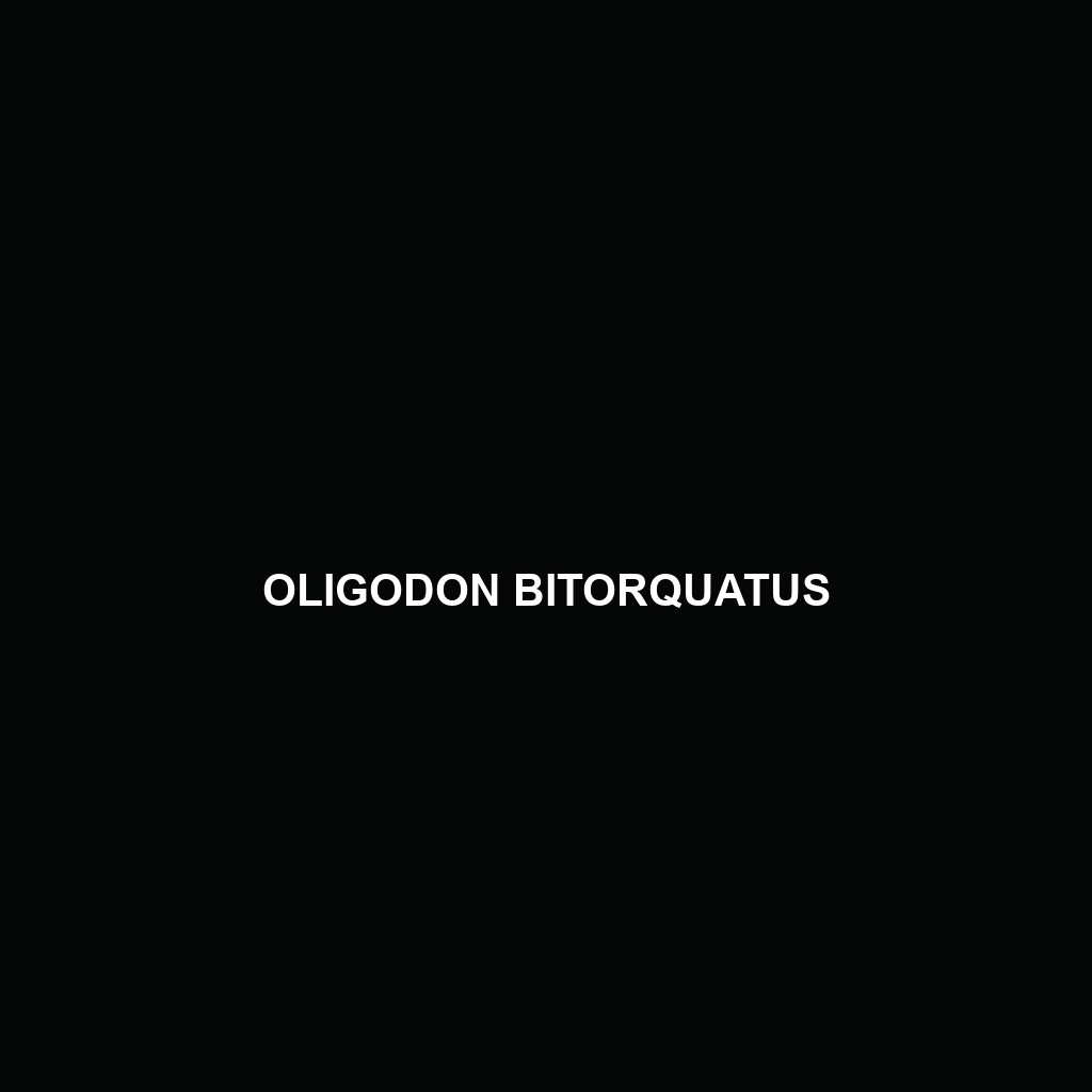 Oligodon bitorquatus