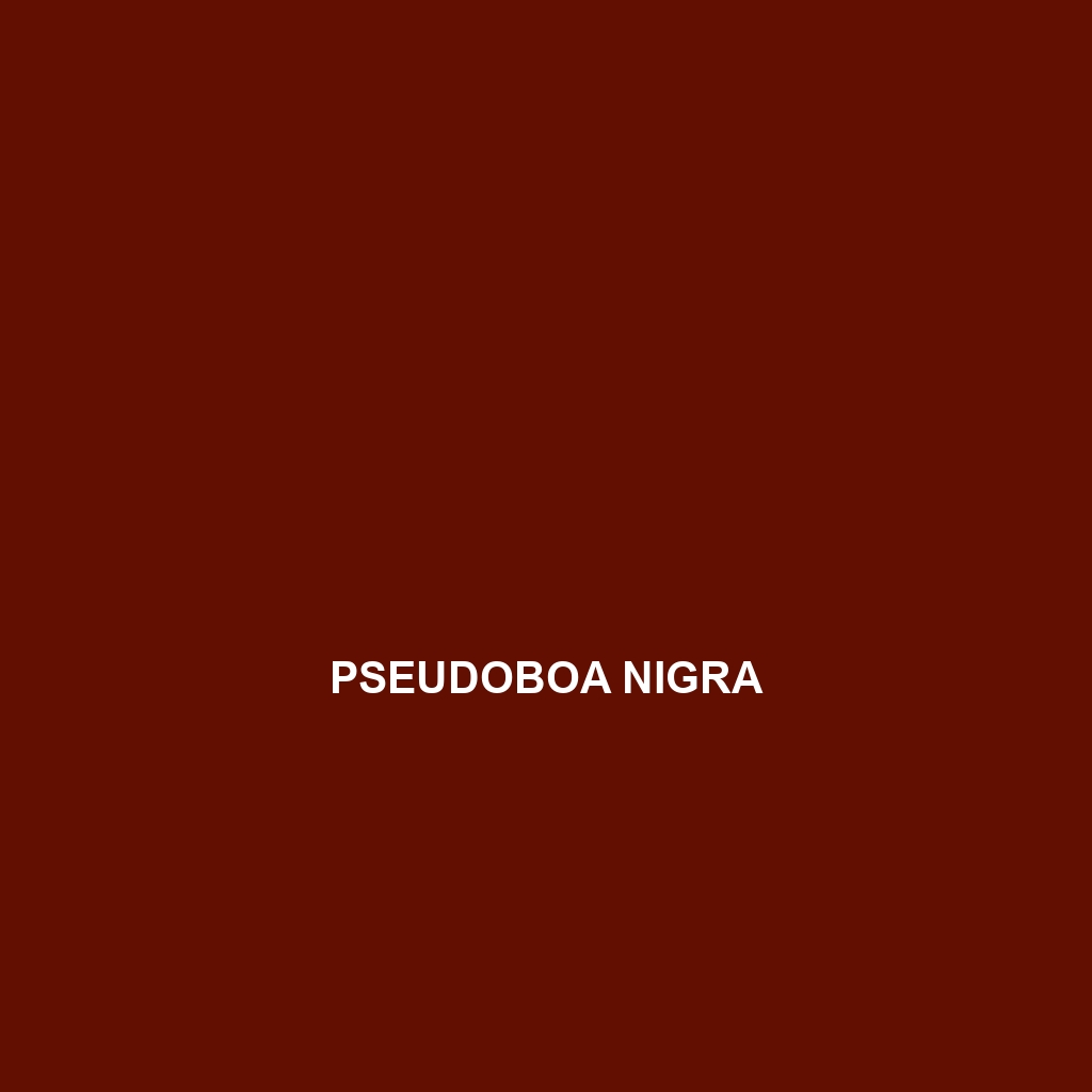 Pseudoboa nigra