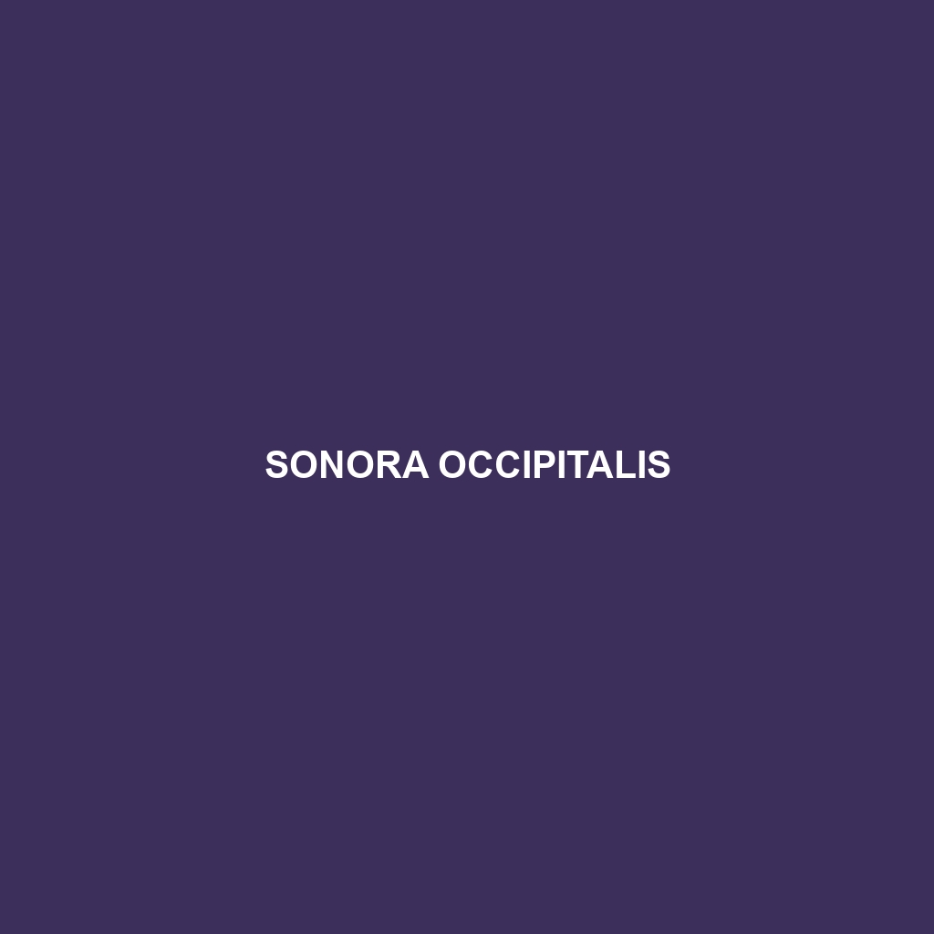 Sonora occipitalis