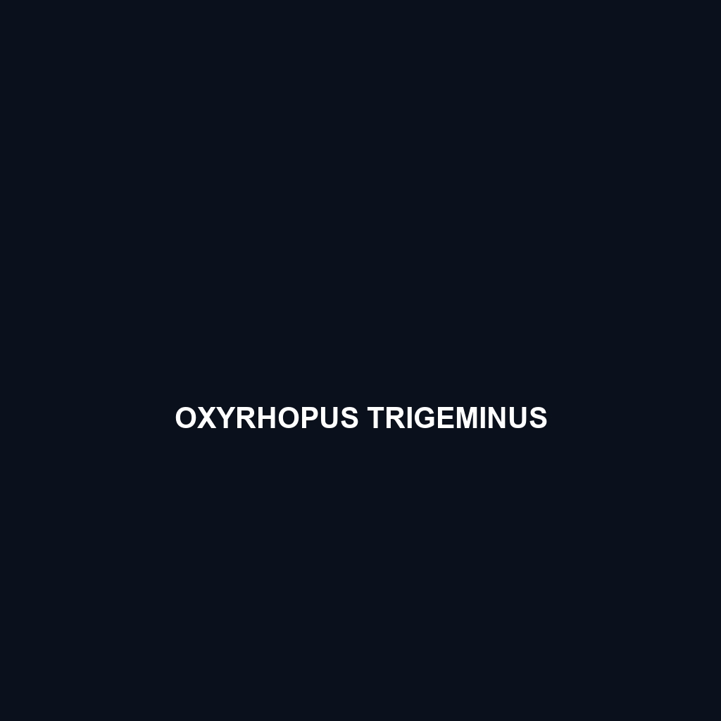 Oxyrhopus rhombifer