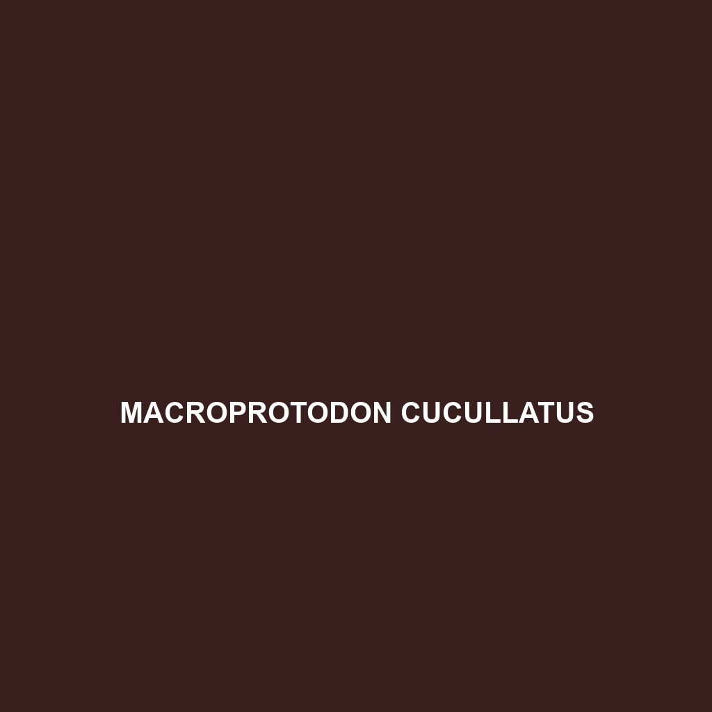 Macroprotodon cucullatus