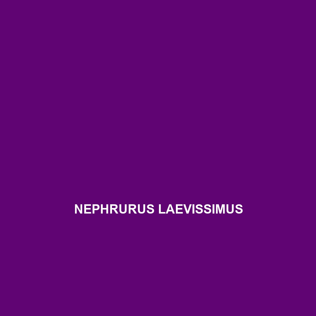 Nephrurus laevissimus