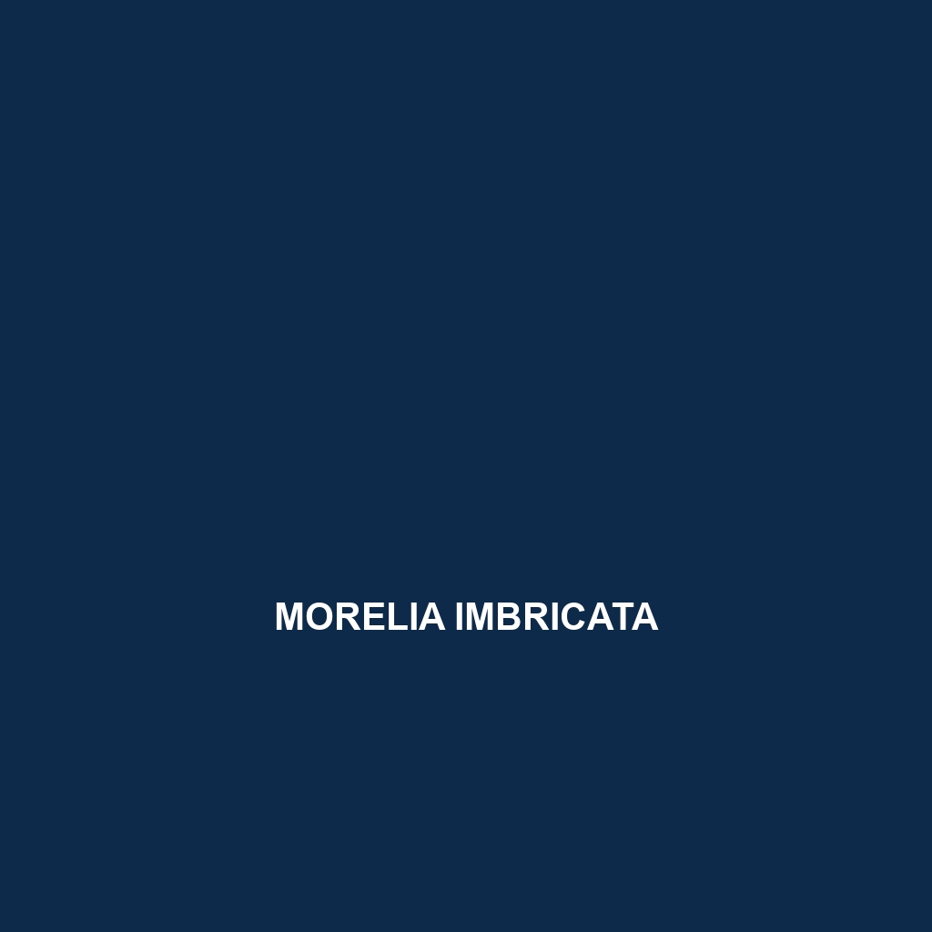 Morelia imbricata