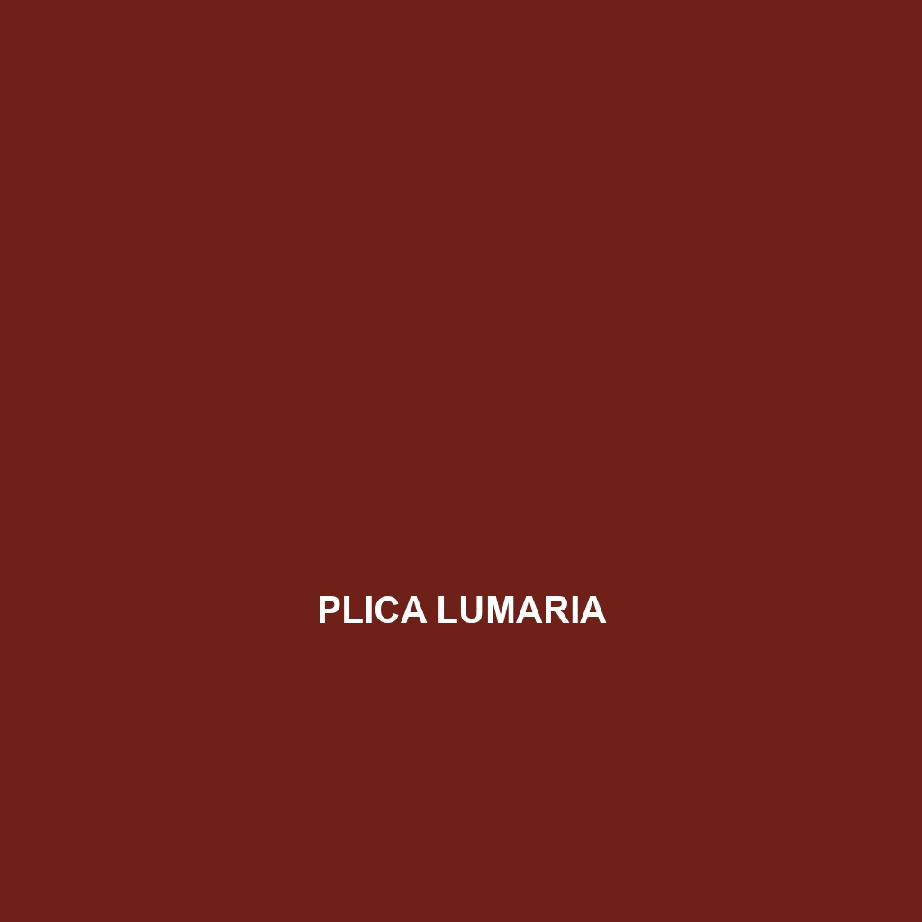 Plica lumaria