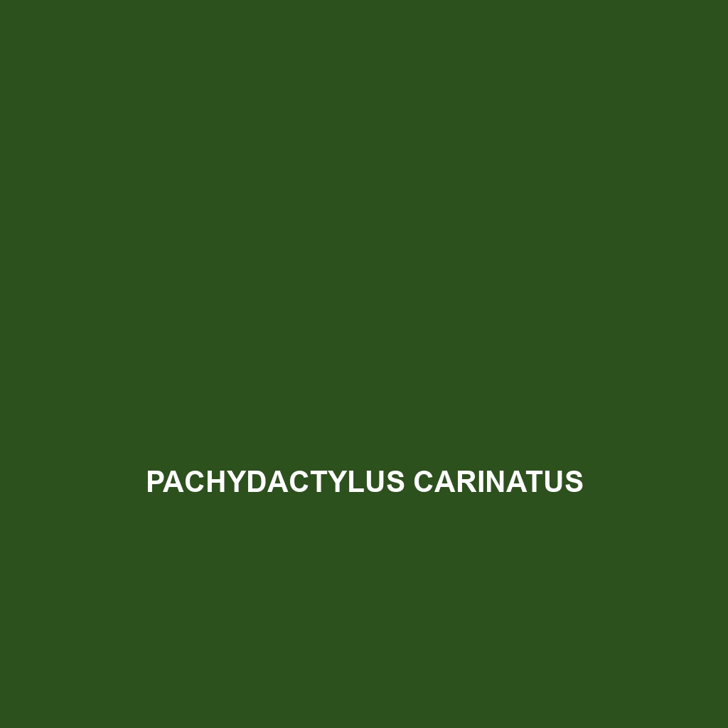 Pachydactylus carinatus