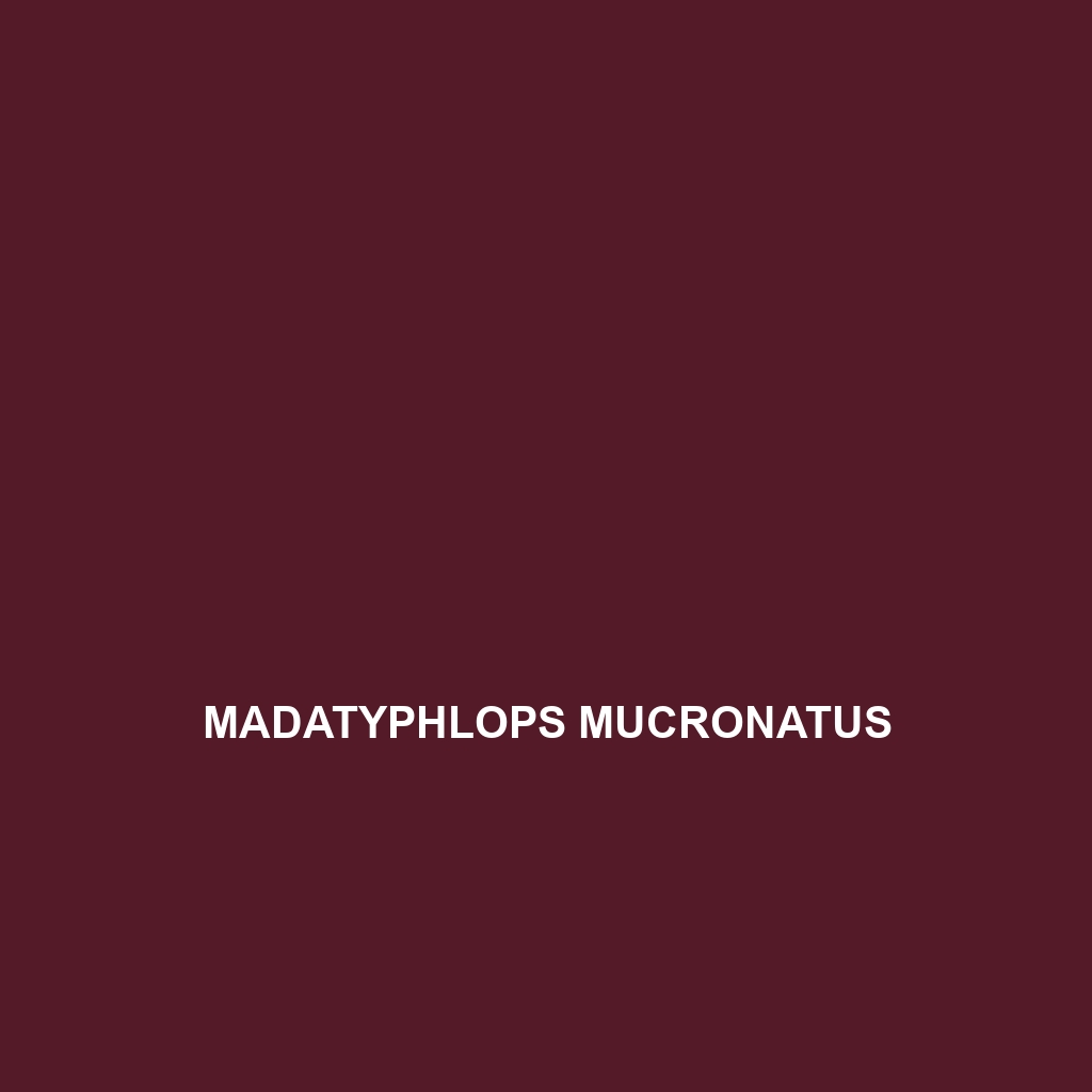 Madatyphlops mucronatus