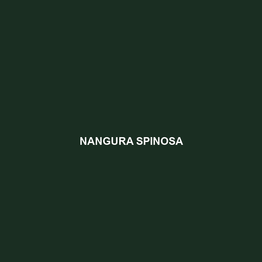 Nangura spinosa