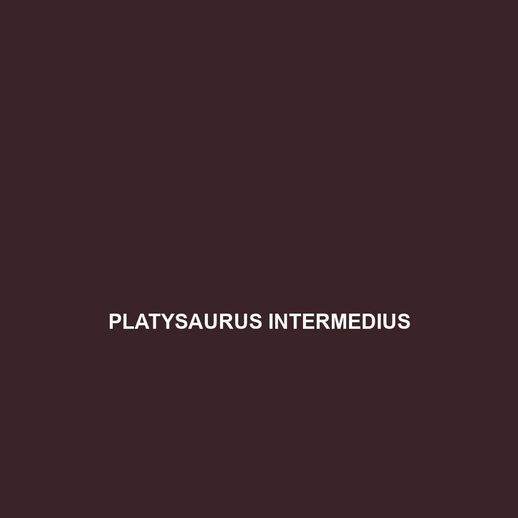 Platysaurus intermedius