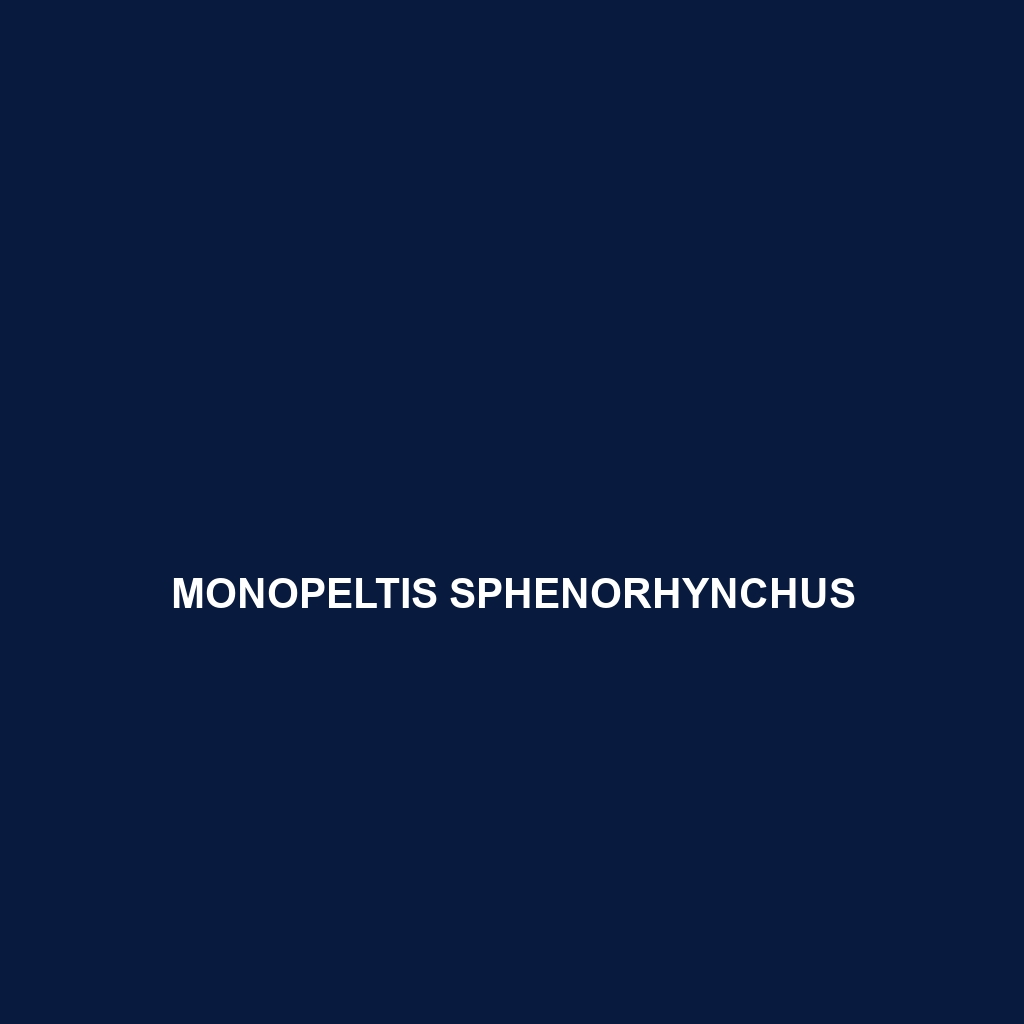 Monopeltis sphenorhynchus