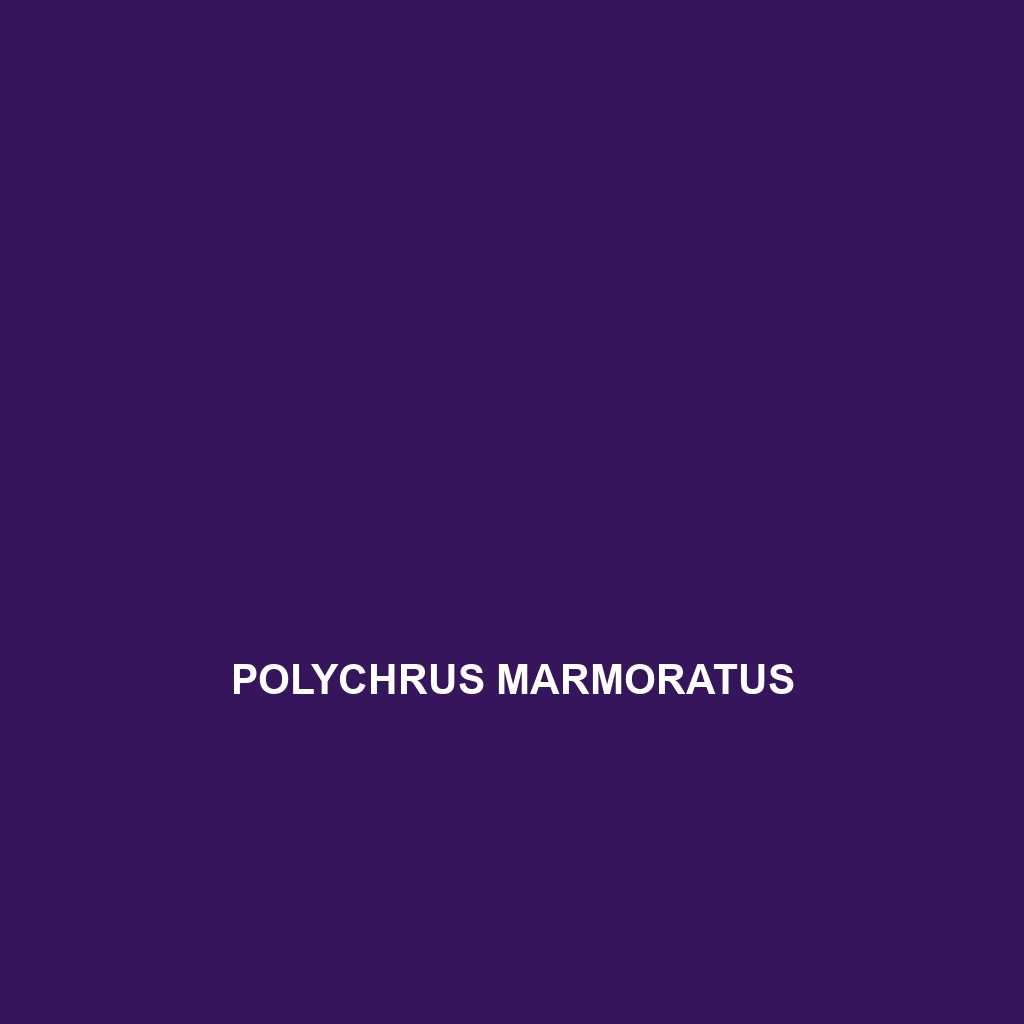 Polychrus marmoratus