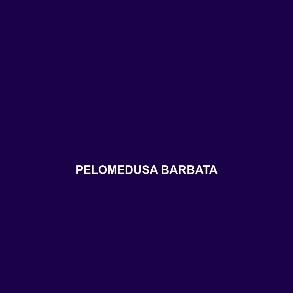 Pelomedusa barbata