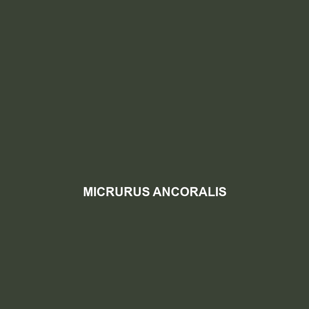 Micrurus ancoralis