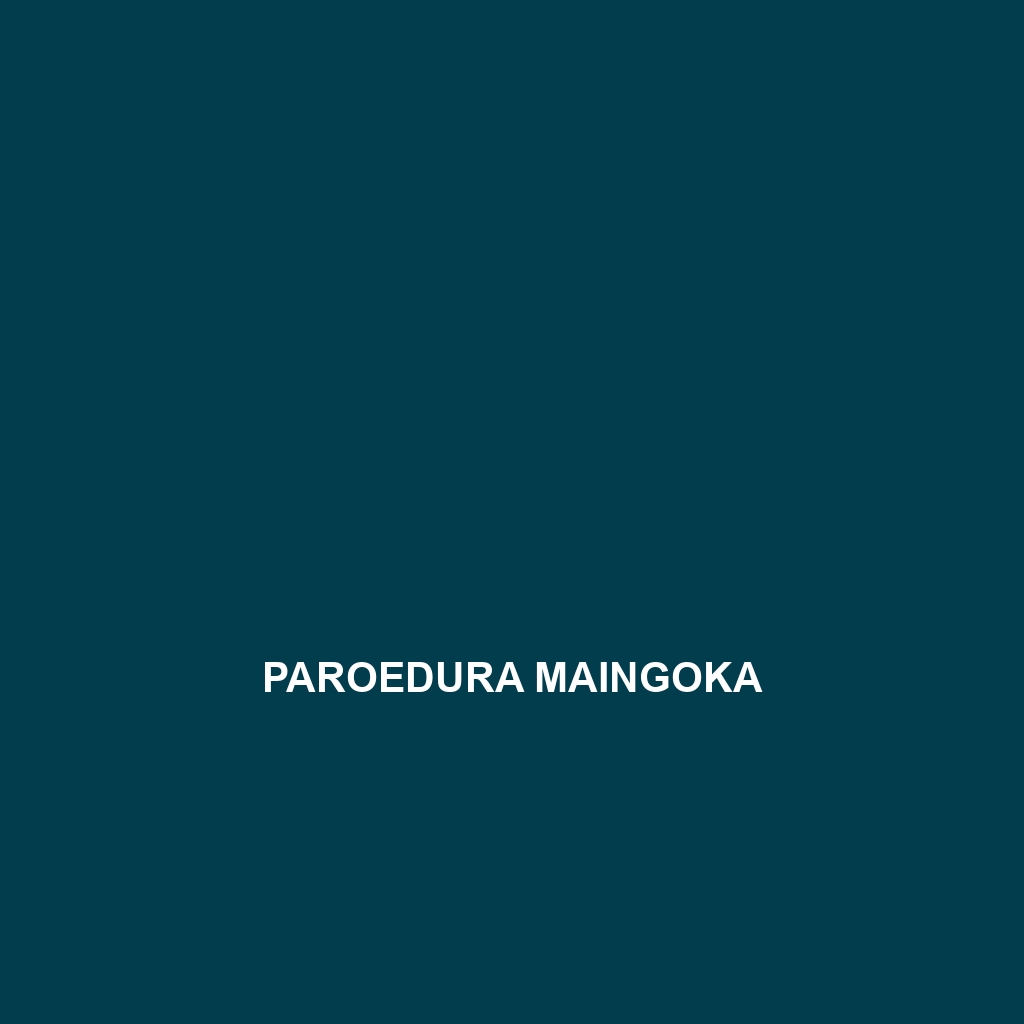 Paroedura maingoka