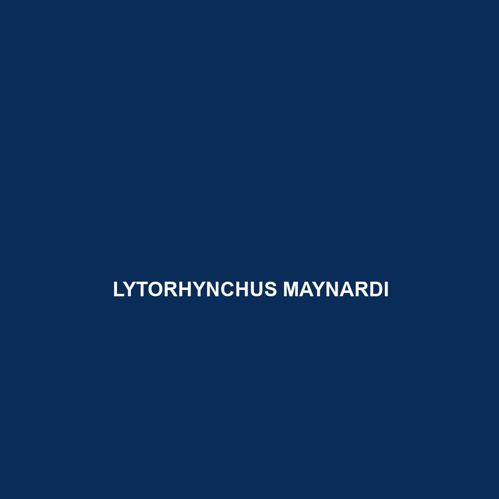 Lytorhynchus maynardi