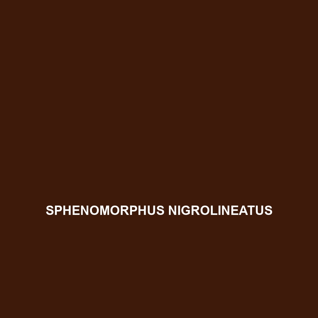 Sphenomorphus nigrolineatus