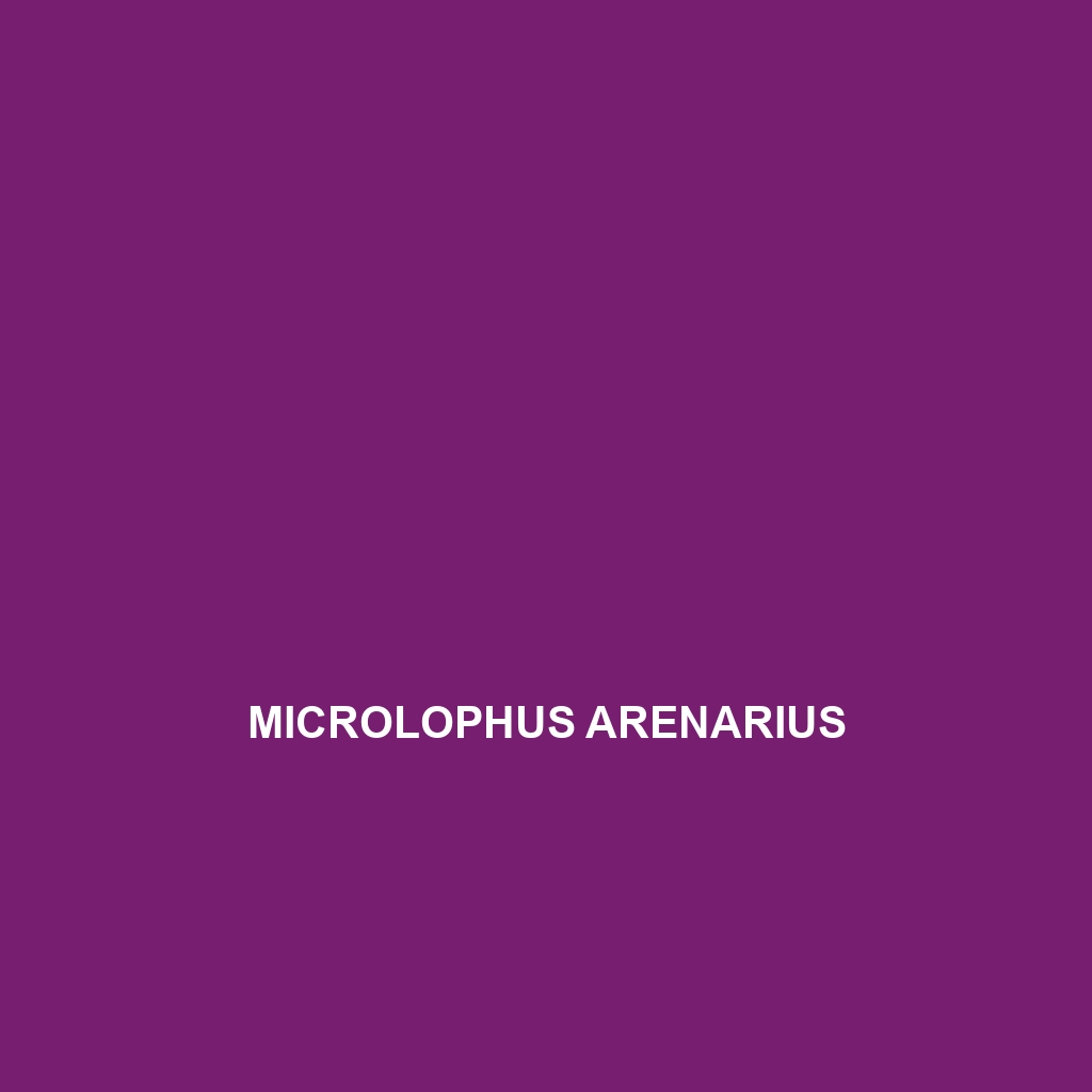 Microlophus albemarlensis