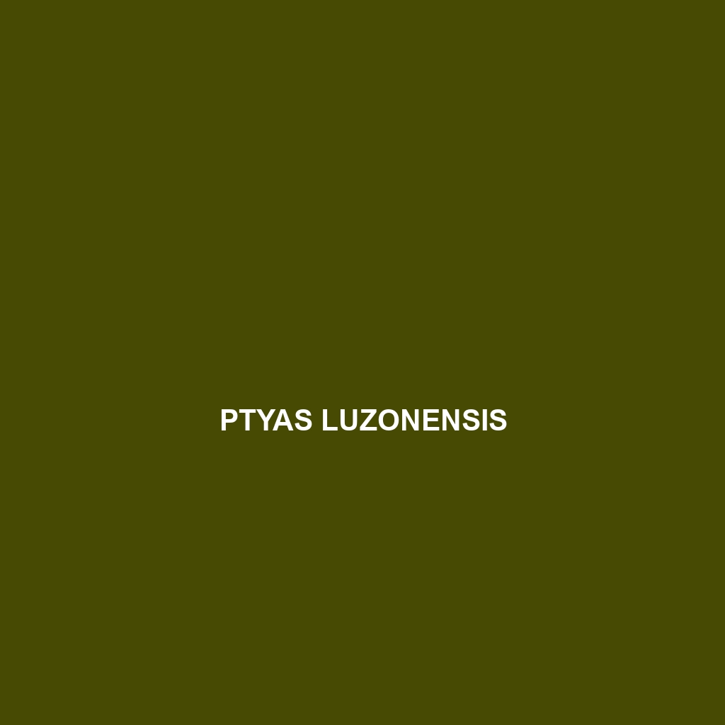 Ptyas luzonensis