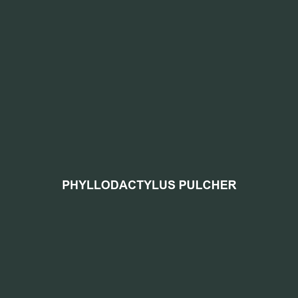 Phyllodactylus pulcher