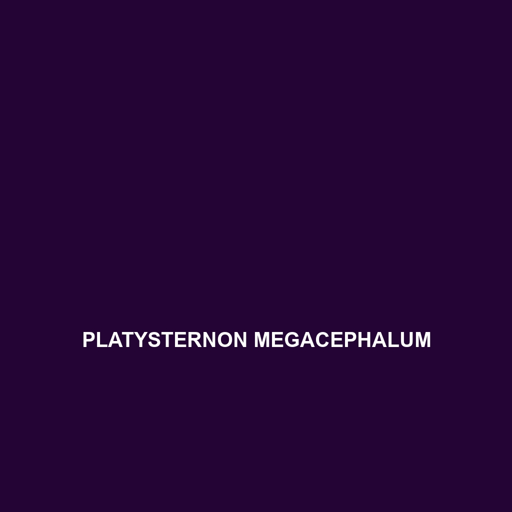 Platysternon megacephalum