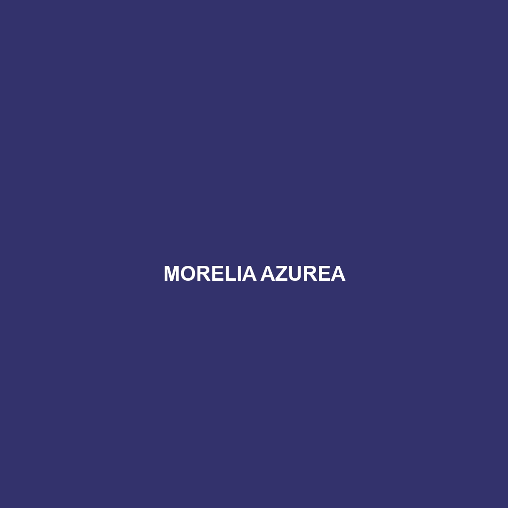 Morelia azurea