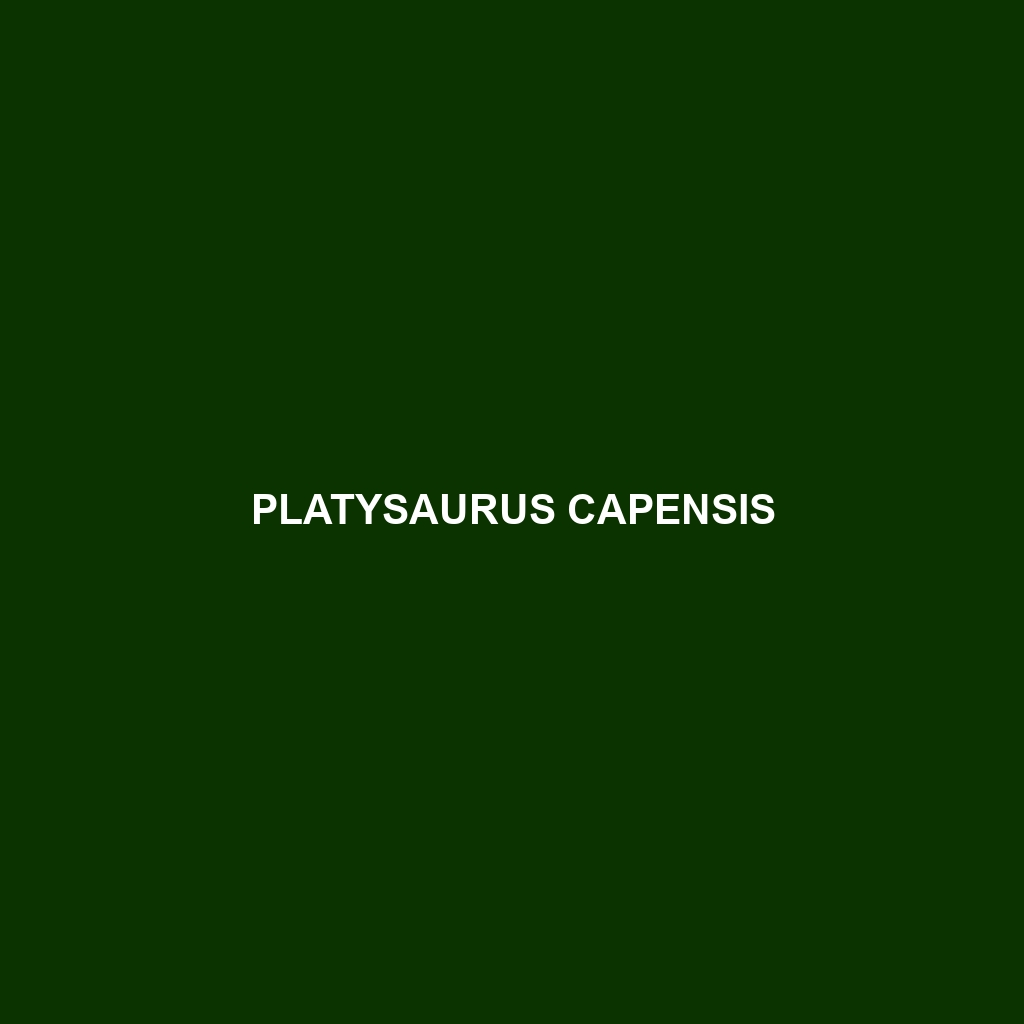 Platysaurus capensis