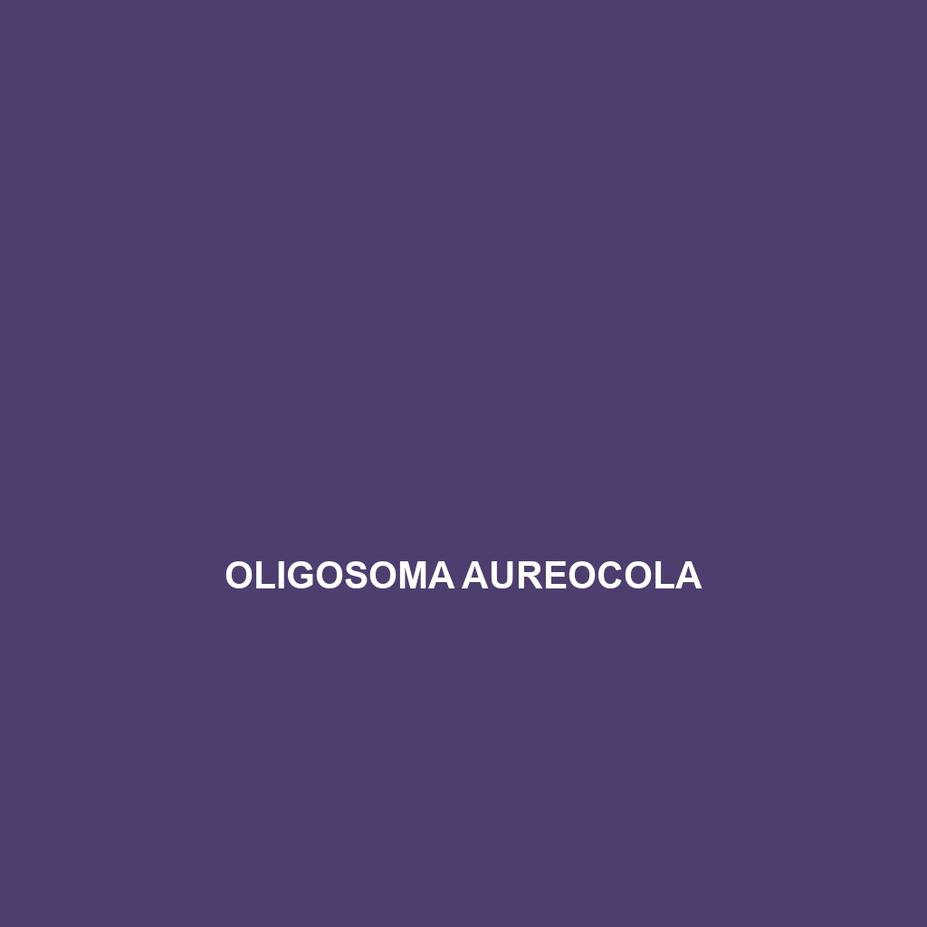 Oligosoma aureocola