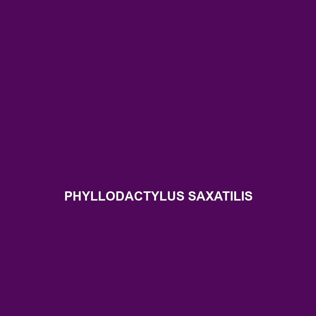 Phyllodactylus saxatilis