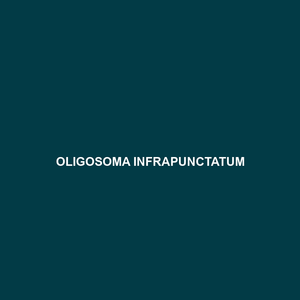 Oligosoma infrapunctatum