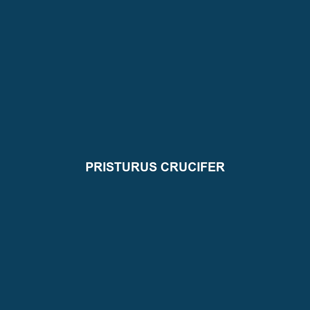 Pristurus crucifer