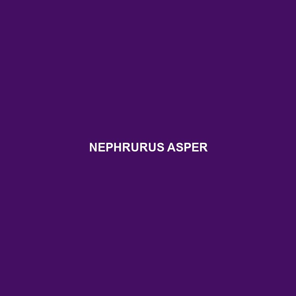 Nephrurus asper