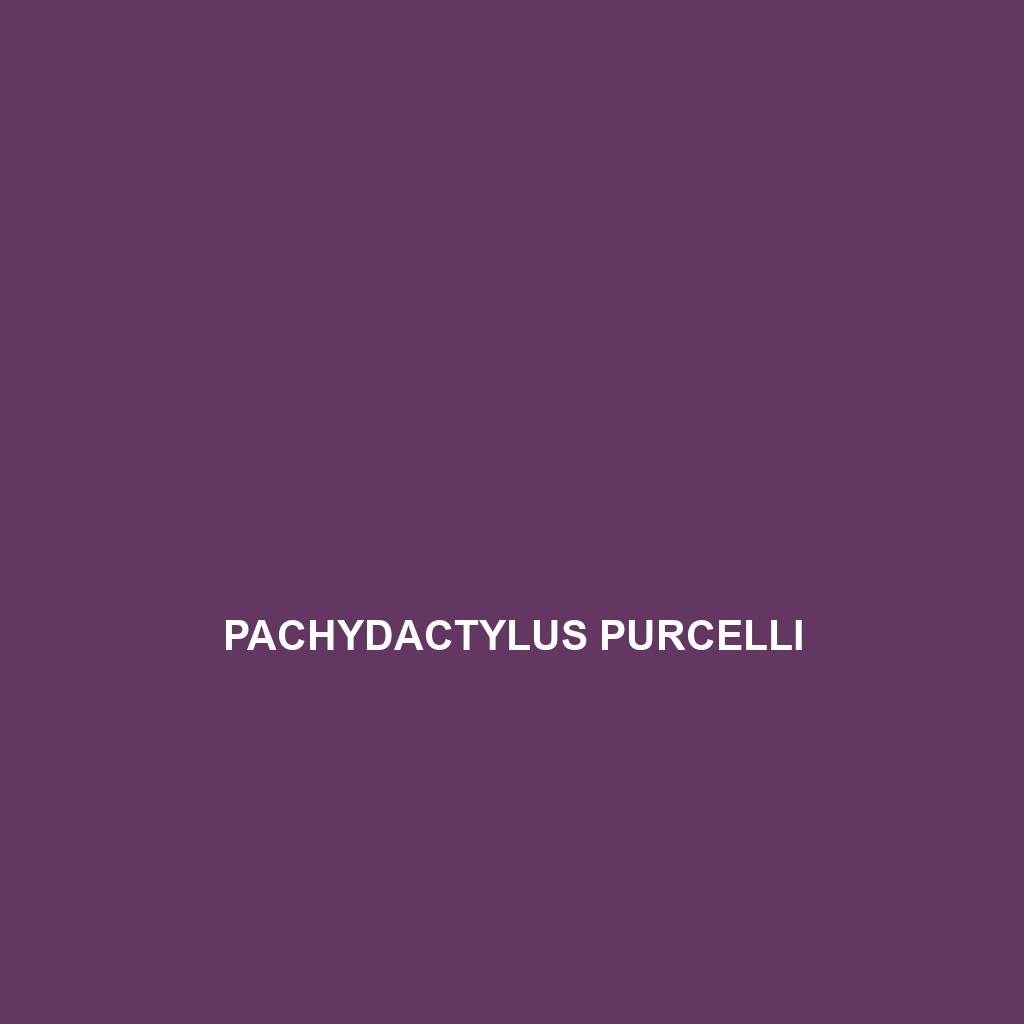 Pachydactylus purcelli