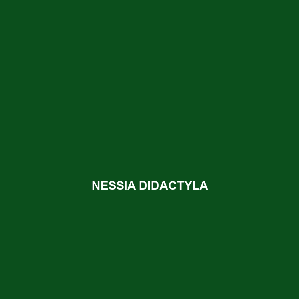 Nessia didactyla