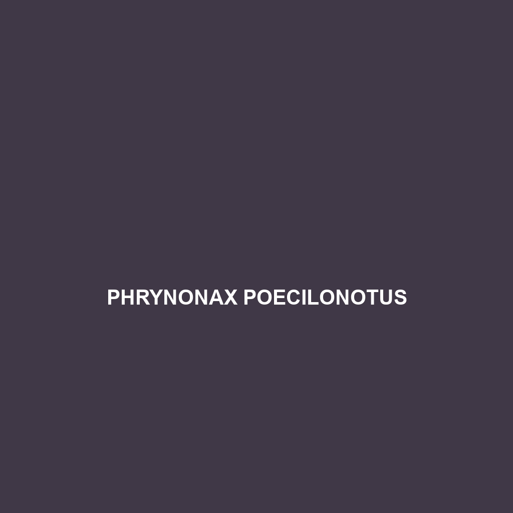 Phrynonax poecilonotus