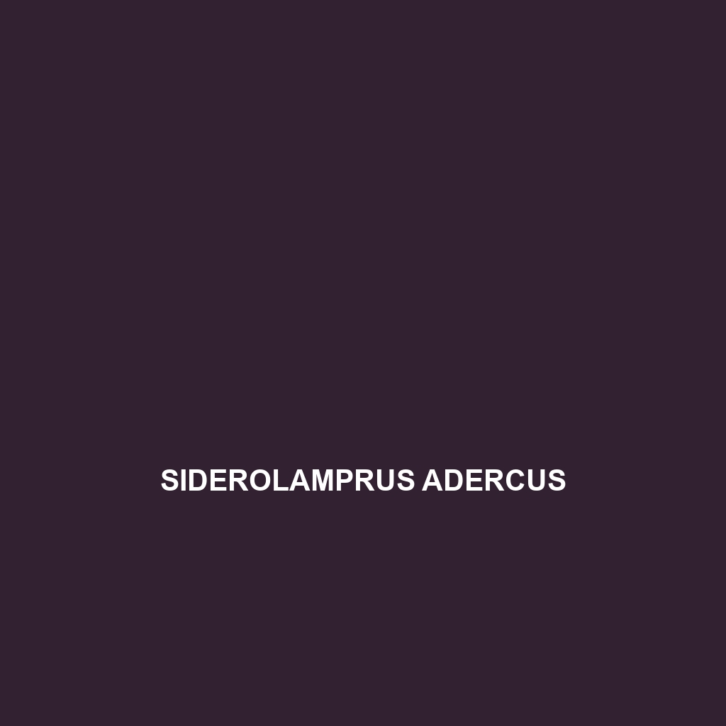 Siderolamprus adercus