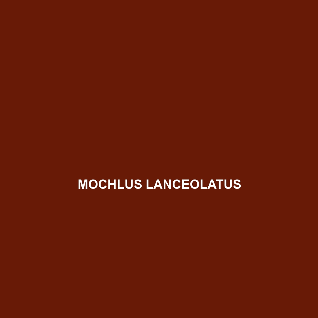 Mochlus laeviceps